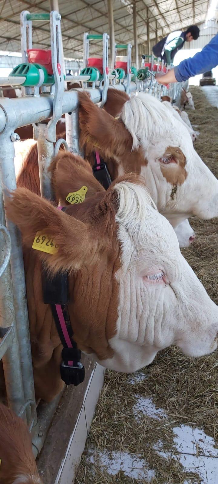 Cowmon akıllı tasma takılı inekler — gerçek saha görüntüsü