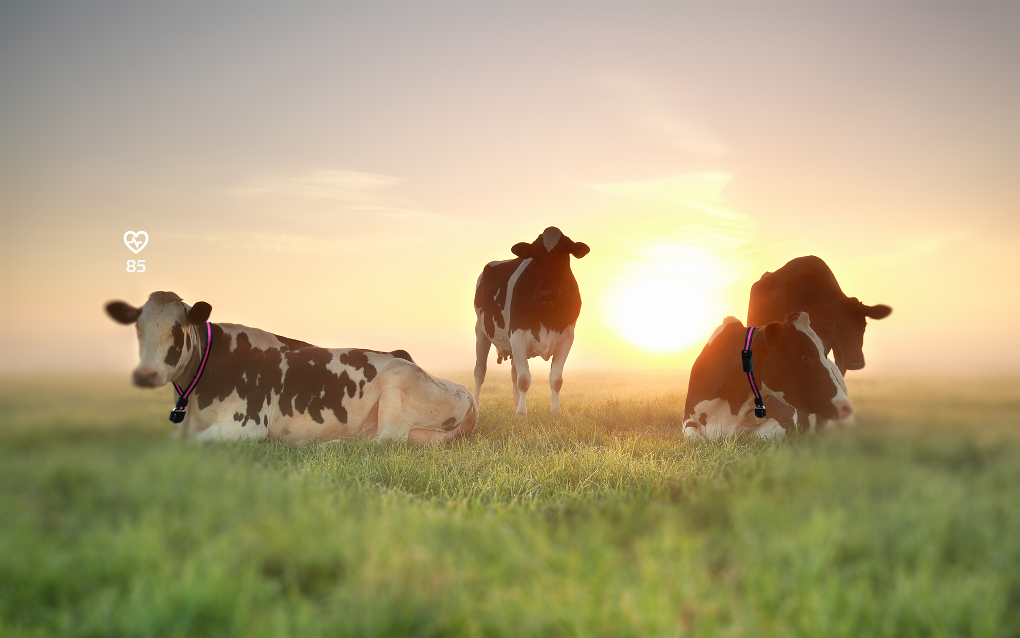 Cowmon Smart Collars